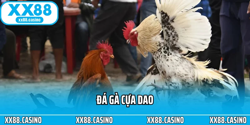 Đá Gà Cựa Dao: Cách Chơi, Luật Và Mẹo Xem Đá Gà Chuẩn Nhất - TAVON