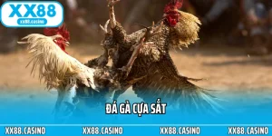 Trải Nghiệm Đá Gà XX88 - Căng Thẳng Từng Pha Ra Đòn - TAVON
