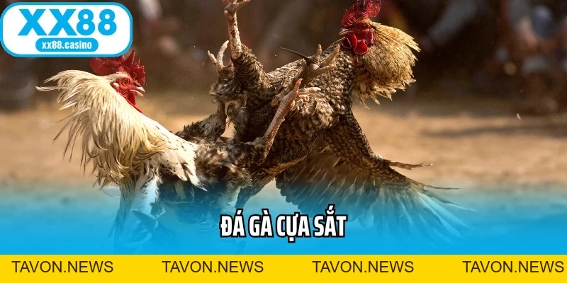Đá Gà Cựa Sắt: Đấu Trường Kịch Tính Cho Bet Thủ Mê Tốc Độ - TAVON
