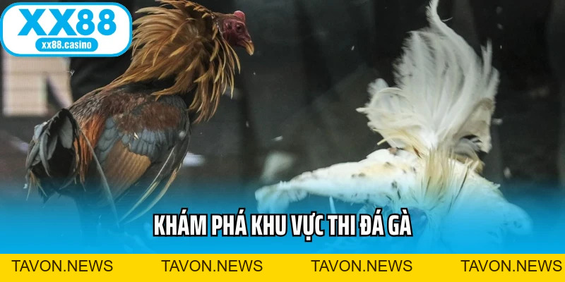 Đá Gà Cựa Sắt: Đấu Trường Kịch Tính Cho Bet Thủ Mê Tốc Độ - TAVON