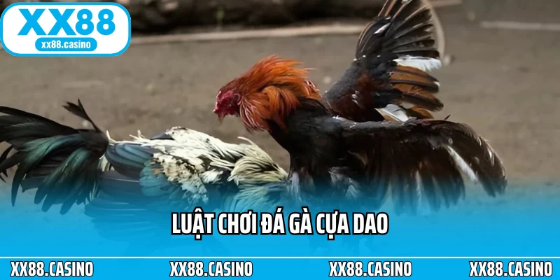 Đá Gà Cựa Dao: Cách Chơi, Luật Và Mẹo Xem Đá Gà Chuẩn Nhất - TAVON Đá Gà Cựa Dao: Cách Chơi, Luật Và Mẹo Xem Đá Gà Chuẩn Nhất - TAVON