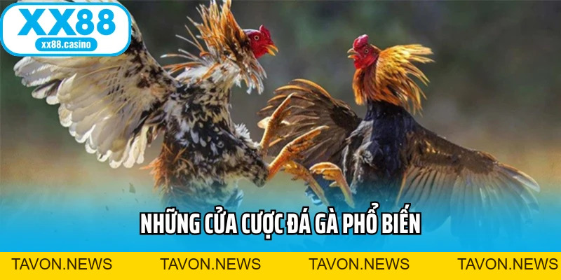 Đá Gà Cựa Sắt: Đấu Trường Kịch Tính Cho Bet Thủ Mê Tốc Độ - TAVON