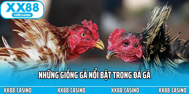 Đá Gà Cựa Dao: Cách Chơi, Luật Và Mẹo Xem Đá Gà Chuẩn Nhất - TAVON Đá Gà Cựa Dao: Cách Chơi, Luật Và Mẹo Xem Đá Gà Chuẩn Nhất - TAVON