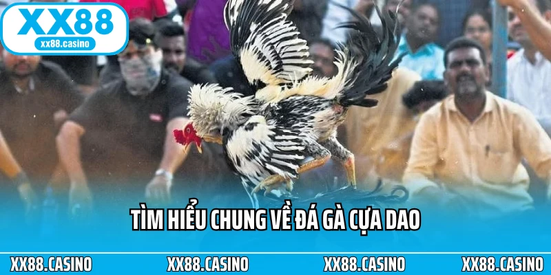 Đá Gà Cựa Dao: Cách Chơi, Luật Và Mẹo Xem Đá Gà Chuẩn Nhất - TAVON Đá Gà Cựa Dao: Cách Chơi, Luật Và Mẹo Xem Đá Gà Chuẩn Nhất - TAVON