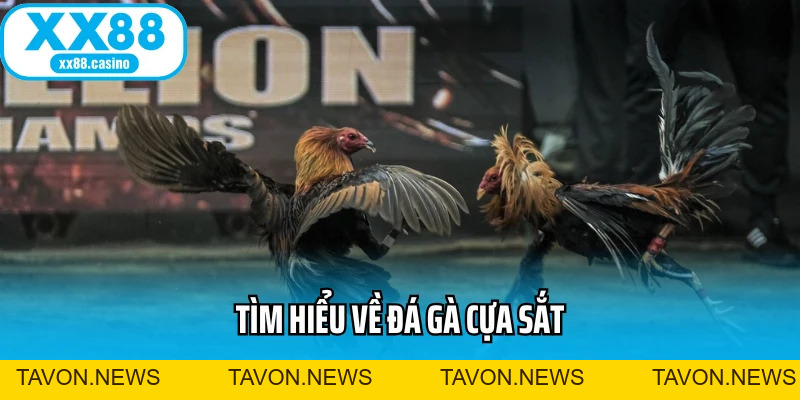 Đá Gà Cựa Sắt: Đấu Trường Kịch Tính Cho Bet Thủ Mê Tốc Độ - TAVON