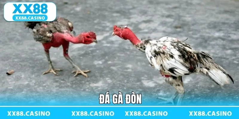 Đá Gà Đòn - Sàn Đấu Kịch Tính Đậm Bản Sắc Dân Gian Tại XX88 - TAVON