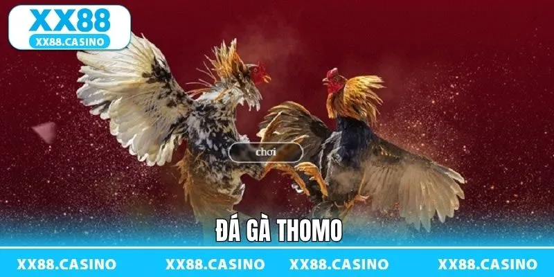 Đá Gà Thomo - Theo Dõi Trận Chiến Giữa Các Thần Kê Tại XX88 - TAVON