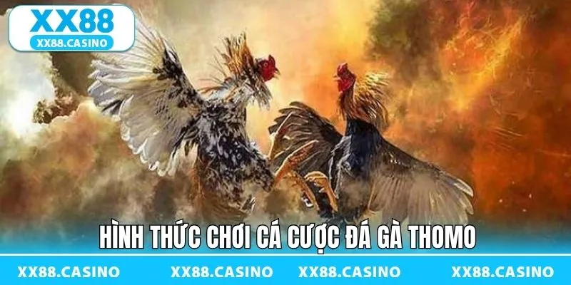 Đá Gà Thomo - Theo Dõi Trận Chiến Giữa Các Thần Kê Tại XX88 - TAVON Đá Gà Thomo - Theo Dõi Trận Chiến Giữa Các Thần Kê Tại XX88 - TAVON