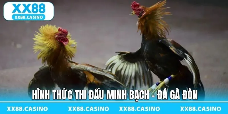 Đá Gà Đòn - Sàn Đấu Kịch Tính Đậm Bản Sắc Dân Gian Tại XX88 - TAVON Đá Gà Đòn - Sàn Đấu Kịch Tính Đậm Bản Sắc Dân Gian Tại XX88 - TAVON