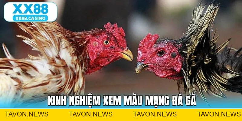 Màu Mạng Đá Gà - Bí Kíp Chọn Chiến Kê Chuẩn Tại XX88 - TAVON