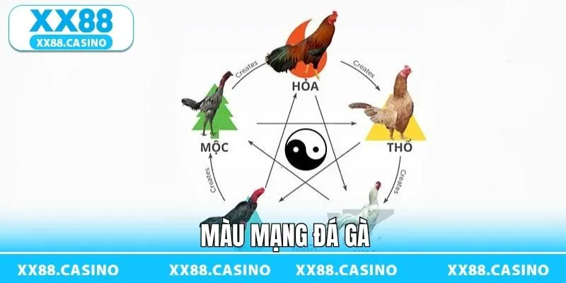 Màu Mạng Đá Gà - Bí Kíp Chọn Chiến Kê Chuẩn Tại XX88 - TAVON
