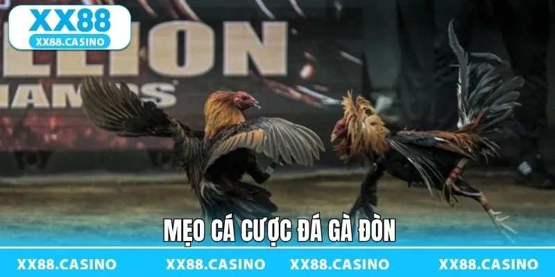 Đá Gà Đòn - Sàn Đấu Kịch Tính Đậm Bản Sắc Dân Gian Tại XX88 - TAVON Đá Gà Đòn - Sàn Đấu Kịch Tính Đậm Bản Sắc Dân Gian Tại XX88 - TAVON