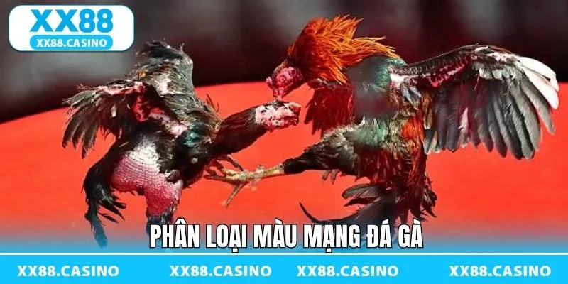 Màu Mạng Đá Gà - Bí Kíp Chọn Chiến Kê Chuẩn Tại XX88 - TAVON