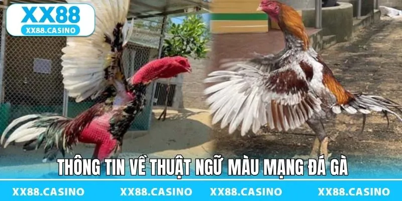 Màu Mạng Đá Gà - Bí Kíp Chọn Chiến Kê Chuẩn Tại XX88 - TAVON
