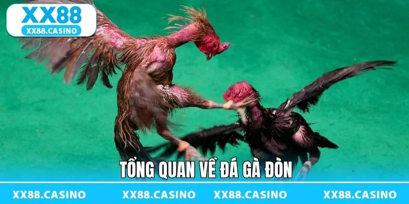 Đá Gà Đòn - Sàn Đấu Kịch Tính Đậm Bản Sắc Dân Gian Tại XX88 - TAVON Đá Gà Đòn - Sàn Đấu Kịch Tính Đậm Bản Sắc Dân Gian Tại XX88 - TAVON