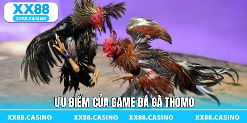 Đá Gà Thomo - Theo Dõi Trận Chiến Giữa Các Thần Kê Tại XX88 - TAVON Đá Gà Thomo - Theo Dõi Trận Chiến Giữa Các Thần Kê Tại XX88 - TAVON